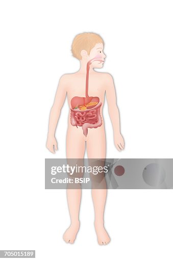 Digestive system, illustration Digestive system, illustration