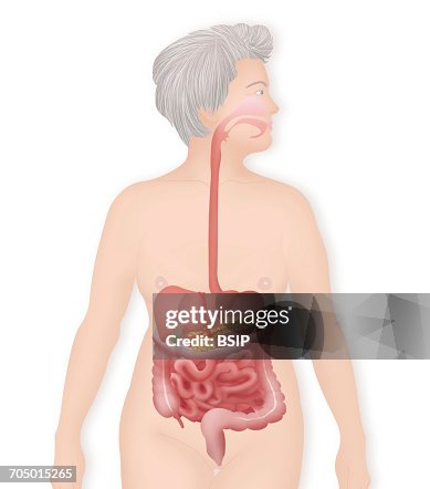 Digestive system, illustration Digestive system, illustration