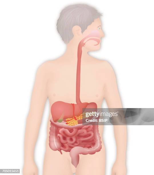 digestive system, illustration - pharynx stock illustrations