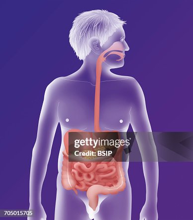 Digestive system, illustration Digestive system, illustration
