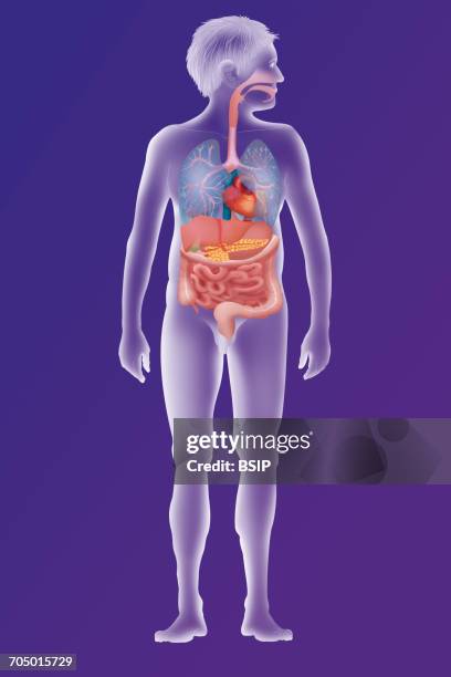 anatomy, trunk - appendix stock illustrations