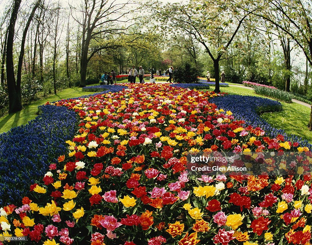 Holland,Lisse,Keukenhof Gardens, flowerbeds in spring