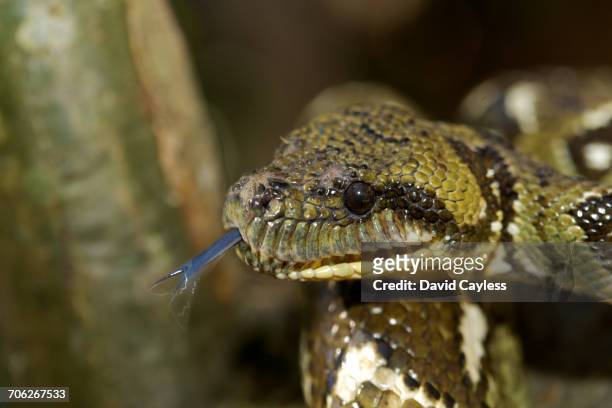madagascar tree boa with tongue out - madagascar boa stock pictures, royalty-free photos & images