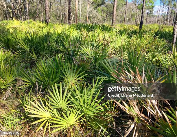 growth - saw palmetto stock pictures, royalty-free photos & images