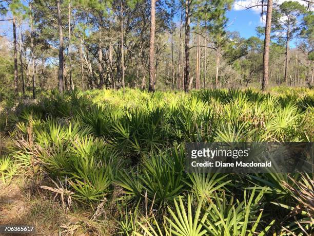 growth - longleaf pine stock pictures, royalty-free photos & images