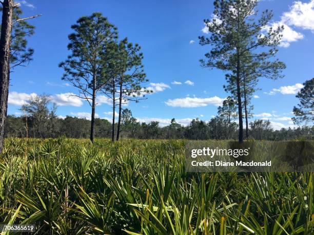 growth - saw palmetto stock pictures, royalty-free photos & images