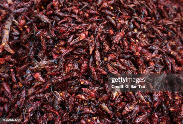 Chapulin Insect 254 Chapulin Stock Photos, High-Res Pictures, and Images - Getty Images