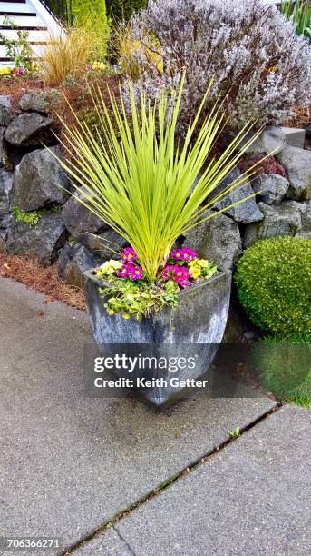 growth - rising damp stock pictures, royalty-free photos & images