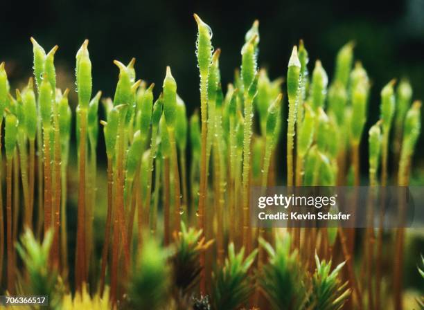 growth - unalaska stockfoto's en -beelden