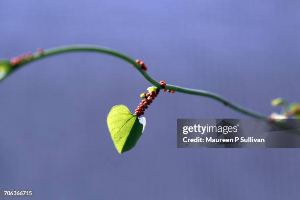 growth - pipevine swallowtail butterfly stock pictures, royalty-free photos & images