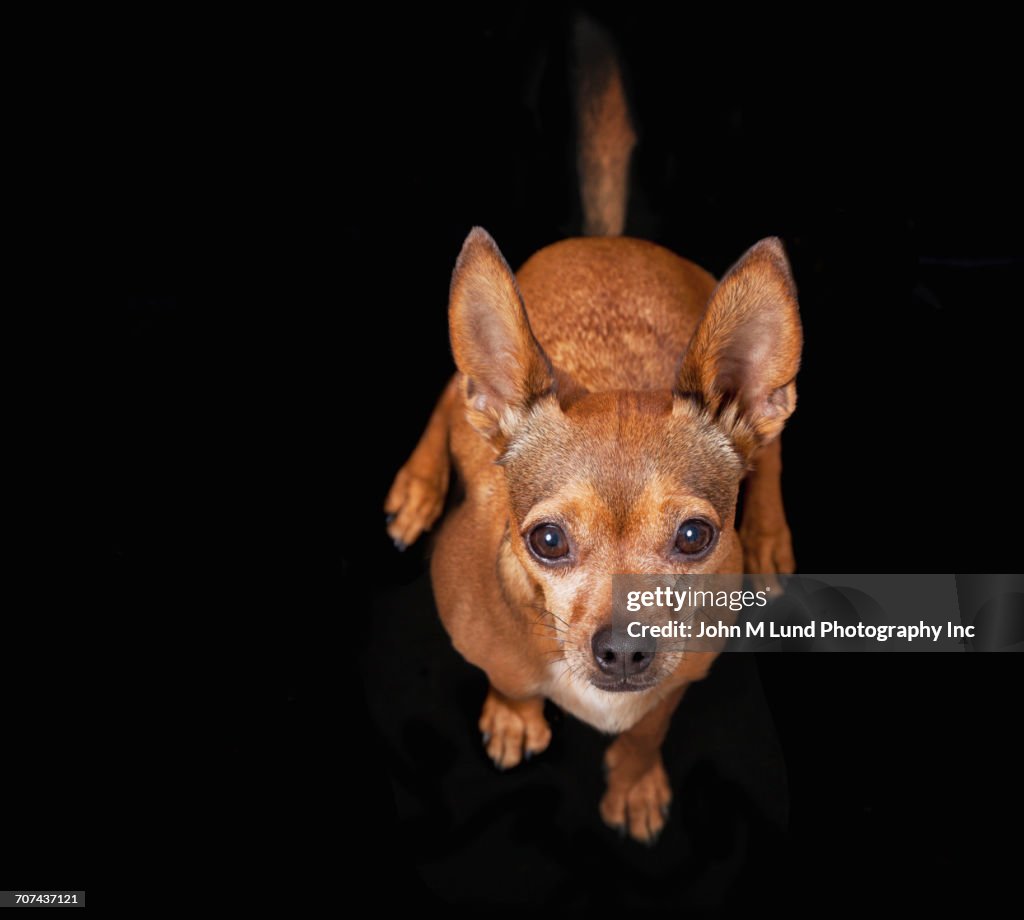 Portrait of Chihuahua looking up