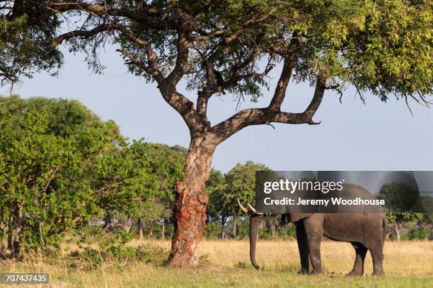 Marapa Tree 65 Marula Tree Stock Photos, High-Res Pictures, and Images - Getty Images