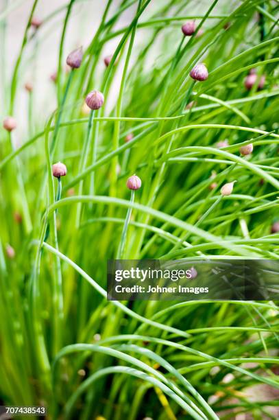 chive buds - cebolinho imagens e fotografias de stock