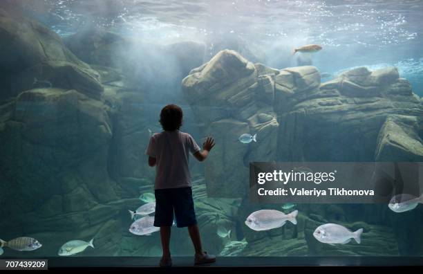 caucasian boy leaning on aquarium tank watching swimming fish - herakleion stockfoto's en -beelden