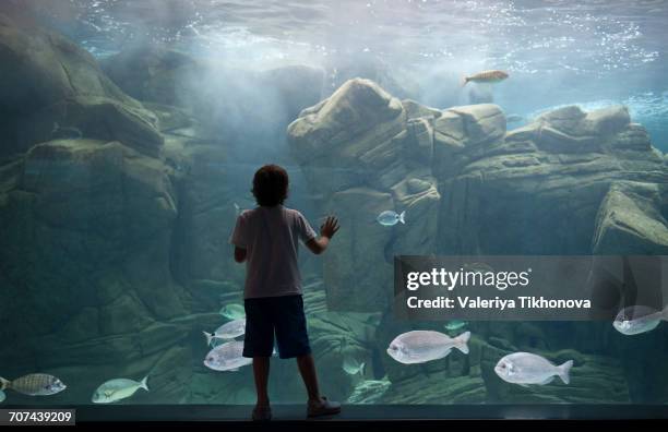 caucasian boy leaning on aquarium tank watching swimming fish - heraklion stock pictures, royalty-free photos & images