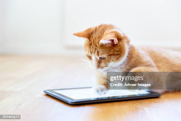 Cat Playing Computer Photos and Premium High Res Pictures - Getty Images