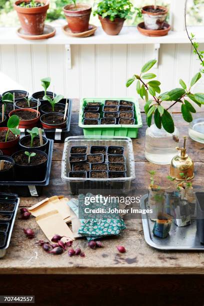 pots with seedlings - balcony vegetables stock pictures, royalty-free photos & images