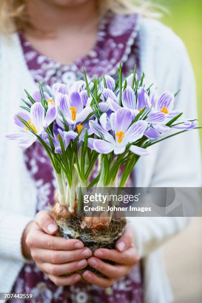 girl holding crocuses - azafrán familia del iris fotografías e imágenes de stock