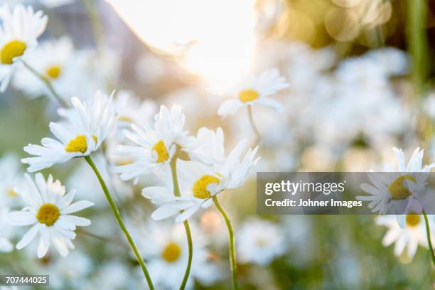 daisies - margerite stock-fotos und bilder