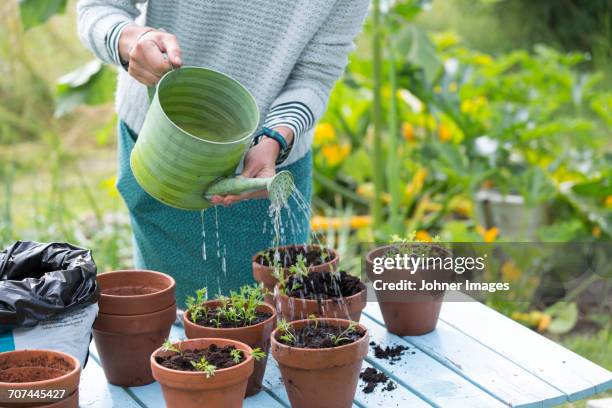 woman watering plants in pots - watering can stock pictures, royalty-free photos & images