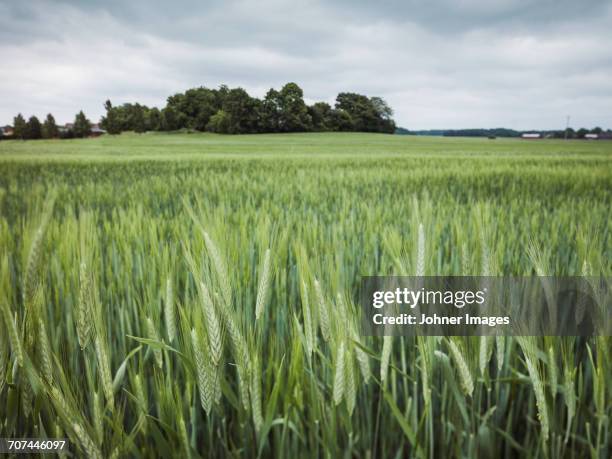 wheat field - rye grain fotografías e imágenes de stock