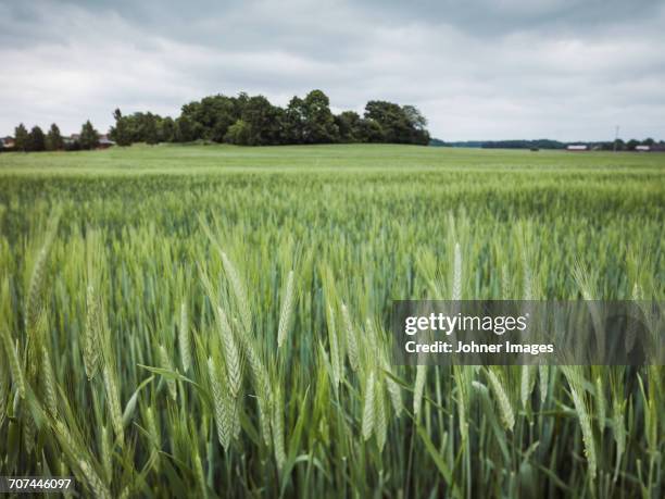 wheat field - rye grain stock pictures, royalty-free photos & images