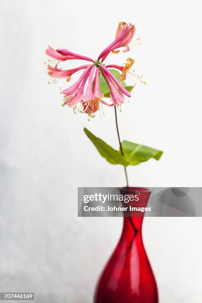 pink flower in vase - honeysuckle stock pictures, royalty-free photos & images