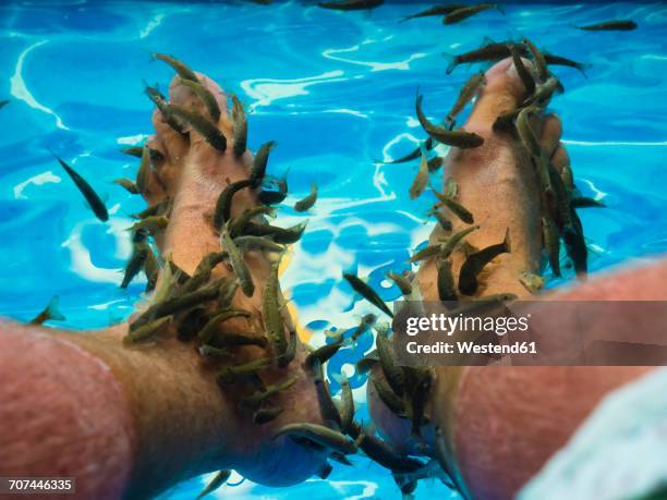 kangal fishes nibbling man's callused skin at feet - garra rufa fish stock pictures, royalty-free photos & images