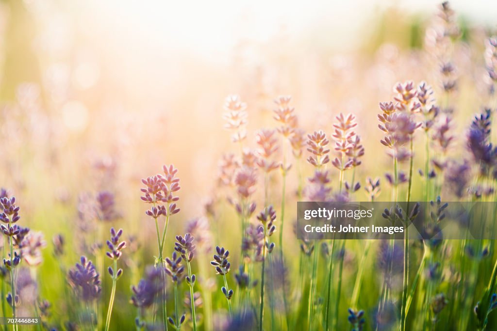 Lavender field