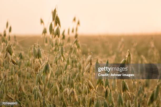 oat field - avena sativa stock pictures, royalty-free photos & images