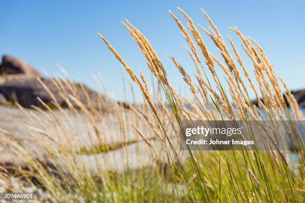 blades of grass on sea cost - stockholm beach stock pictures, royalty-free photos & images