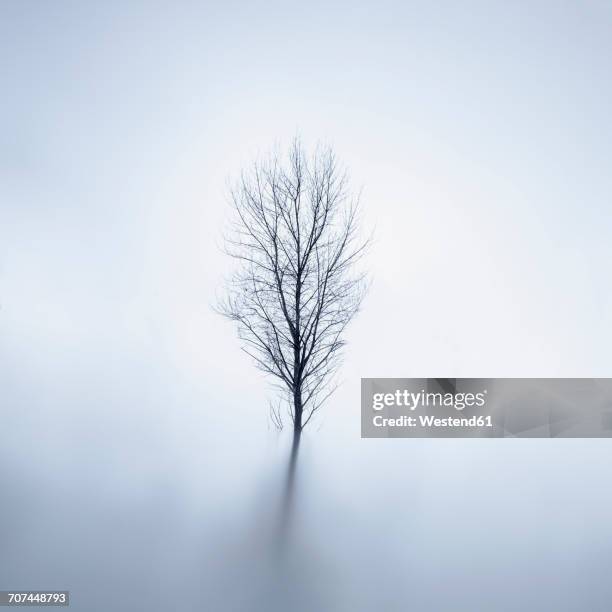 bare tree standing in lake at wintertime - single tree stock pictures, royalty-free photos & images