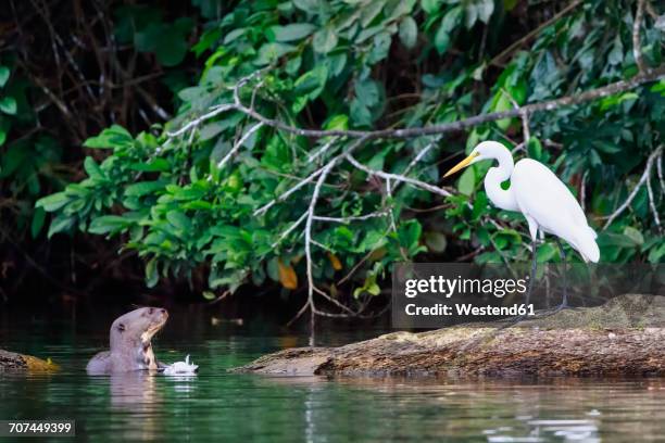 peru, manu national park, cocha salvador, giant otter looking at bird at lakeshore - río amazonas fotografías e imágenes de stock