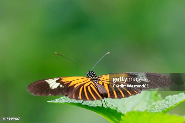 peru, manu national park, tropical butterfly on leaf - heliconiinae stockfoto's en -beelden
