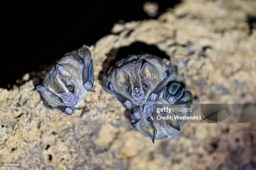 Peru, Manu National Park, Vampire bats