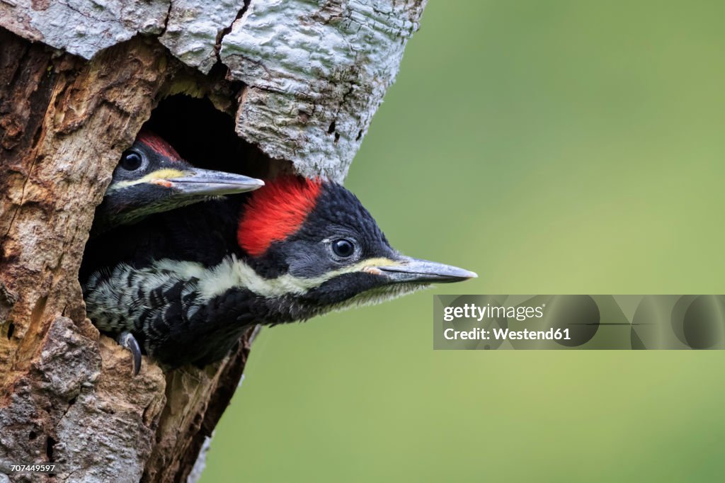 Peru, Manu National Park, two young Lineated Woodpeckers looking out of breeding burrow