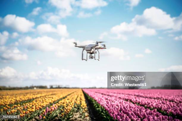 netherlands, drone with camera flying over tulip fields - unbemanntes luftfahrzeug stock-fotos und bilder