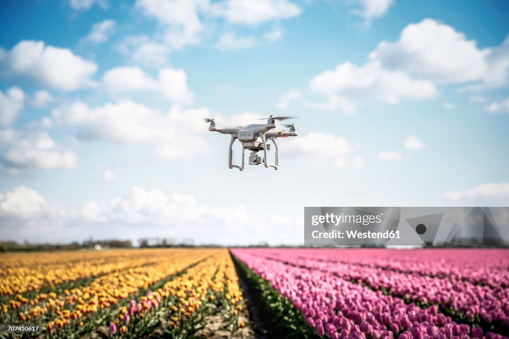 Netherlands, drone with camera flying over tulip fields