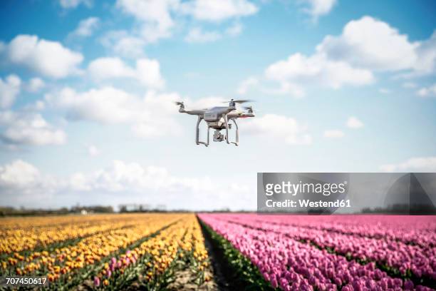 netherlands, drone with camera flying over tulip fields - drone stockfoto's en -beelden