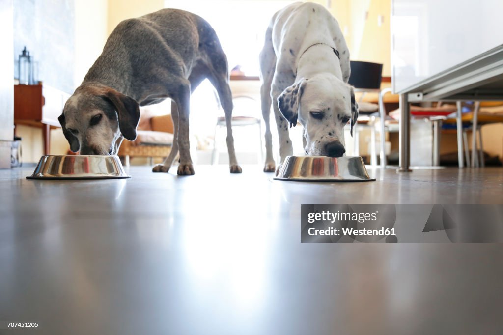 Two dogs at home eating from bowls