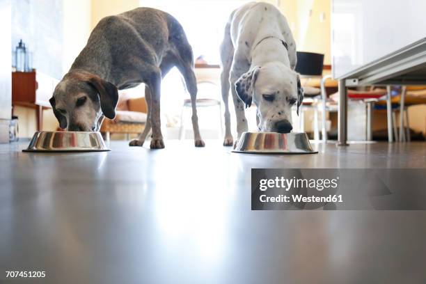 two dogs at home eating from bowls - dog food stock pictures, royalty-free photos & images