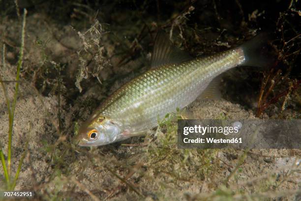 chub, squalius cephalus in freshwater lake - cipriniformi foto e immagini stock