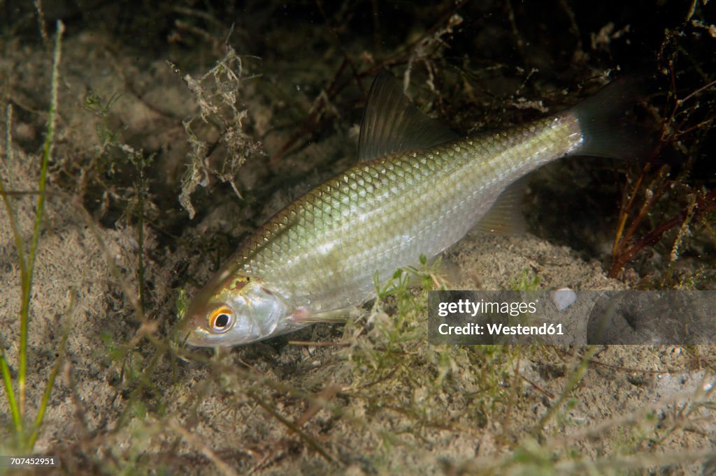Chub, Squalius cephalus in freshwater lake