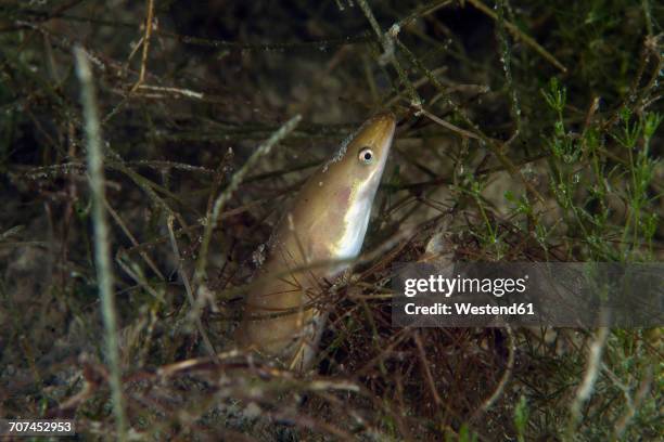 european eel, anguilla anguilla, in freshwater lake - european eel stock pictures, royalty-free photos & images