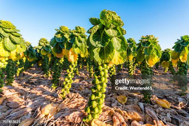 uk, scotland, east lothian, brussels sprout field - brussel sprout stock pictures, royalty-free photos & images