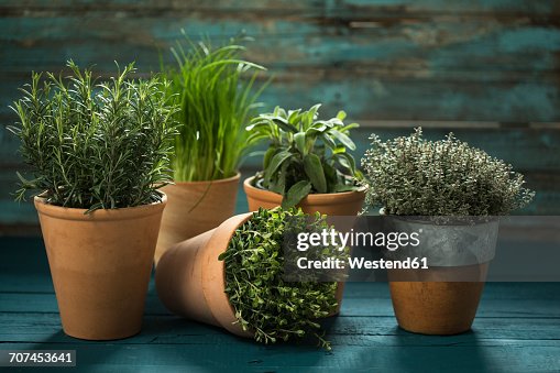 Flowerpots with various fresh herbs on wood Flowerpots with various fresh herbs on wood
