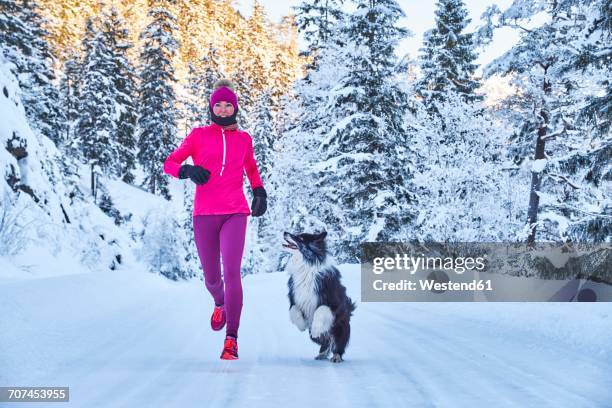 austria, tyrol, karwendel, riss valley, woman jogging with dog in winter forest - winter running stock pictures, royalty-free photos & images