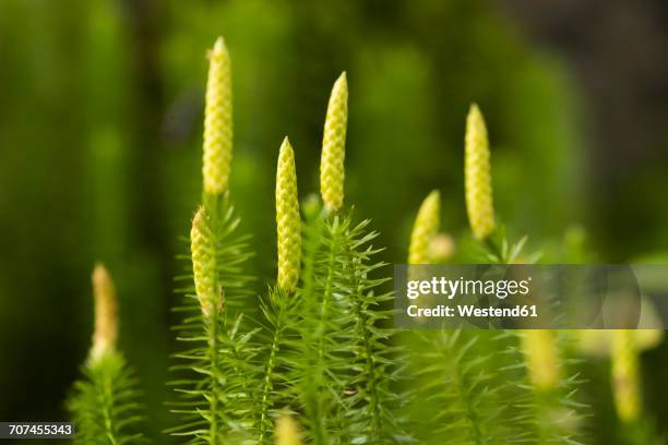 creeping cedar - lycopodiaceae stock pictures, royalty-free photos & images
