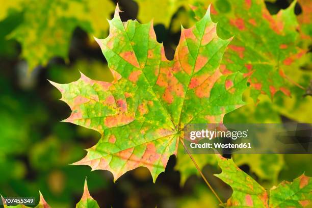 norway maple leaf in autumn - acer platanoides stock-fotos und bilder