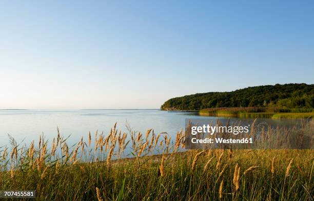 germany, ruegen, kleiner jasmunder bodden - mecklenburg vorpommern - fotografias e filmes do acervo